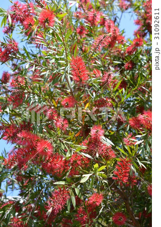 ブラシノキ 赤い花のような雄しべ 長い花糸 樹木 5 6月の写真素材