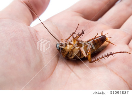 Closeup cockroach on hand for Insecticide product 31092887