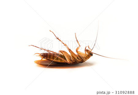 Closeup cockroach on white background 31092888
