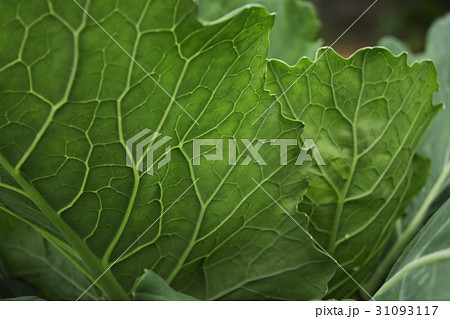 ケール 畑 野菜 栽培  ケール 畑 野菜 栽培  31093117