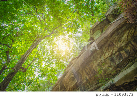 Into the forest. Nature composition. Into the forest. Nature composition. 31093372