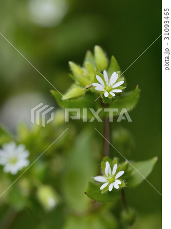 牛ハコベの白い小さな花 牛ハコベの白い小さな花 31093465