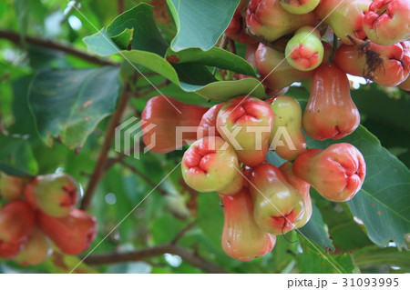Rose apple at tree 31093995