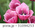紫のチューリップ 31094253