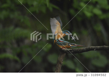 愛し合うカワセミのカップル(根川緑道・立川公園/東京都立川市) 愛し合うカワセミのカップル(根川緑道・立川公園/東京都立川市) 31094502