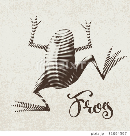 Vector frog painted in engraving style. Eps8. RGB Vector frog painted in engraving style. Eps8. RGB 31094597