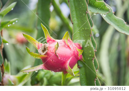 dragon Fruit on the tree after rain in garden dragon Fruit on the tree after rain in garden 31095012