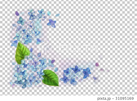 紫陽花　水彩　フレーム 31095169