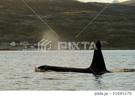 シャチ シャチ 31095270