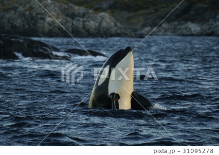 シャチ シャチ 31095278