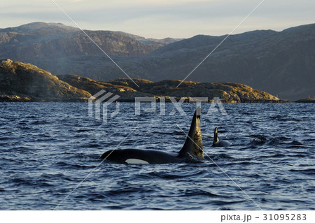 シャチ シャチ 31095283