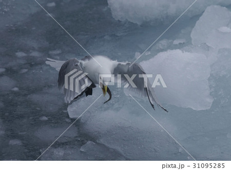 ミツユビカモメ 31095285