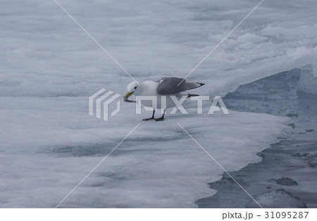 ミツユビカモメ 31095287