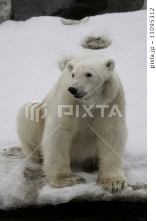 ホッキョクグマ 31095312