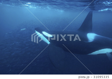 シャチ シャチ 31095335