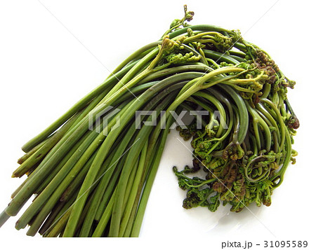 わらび　あく抜き後 31095589