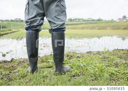 田んぼの様子を見る男性足元　田植えイメージ 31095635