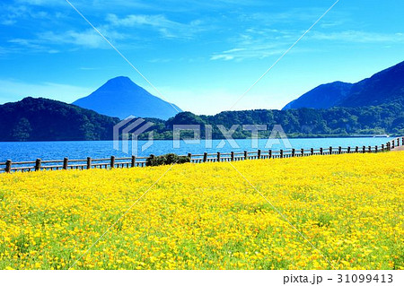 鹿児島県池田湖 31099413