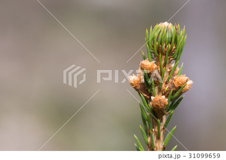 Spruce top with sprouts 31099659