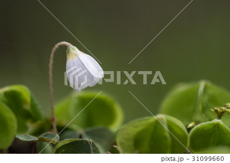 Fragile flower close up 31099660