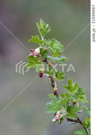 Branch with gooseberry flowers 31099667