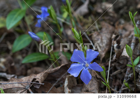 Single blue flower close up 31099668
