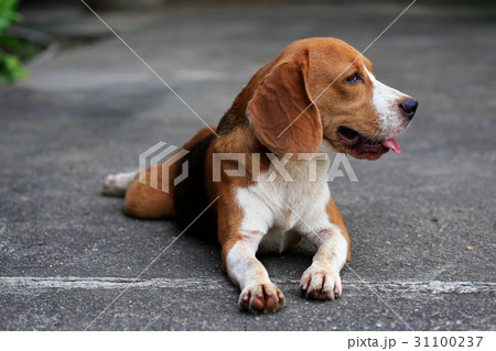 Purebred beagle dog alone at home Purebred beagle dog alone at home 31100237