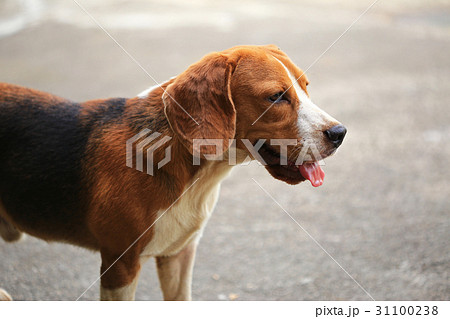 Purebred beagle dog alone at home Purebred beagle dog alone at home 31100238