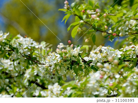 ズミの花咲く 31100395