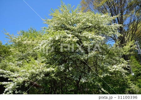 ズミの花咲く 31100396