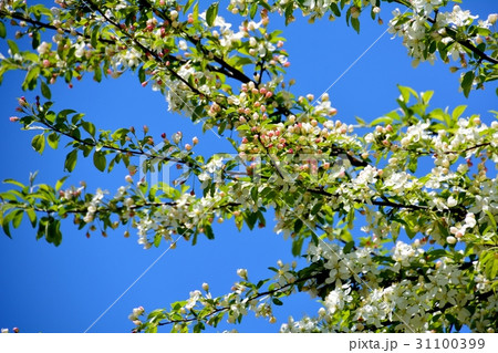 ズミの花咲く 31100399