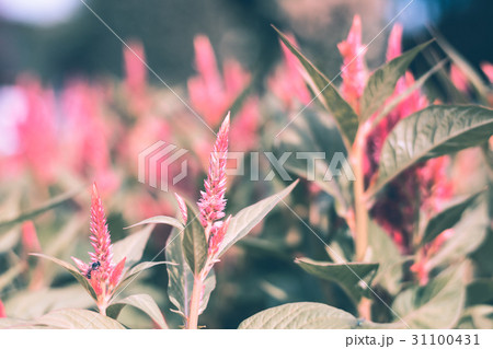Colorful flowers for background . Colorful flowers for background . 31100431