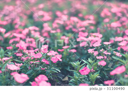 Colorful flowers for background . Colorful flowers for background . 31100490