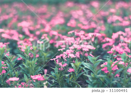 Colorful flowers for background . Colorful flowers for background . 31100491