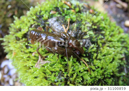 ニホンザリガニ 31100859
