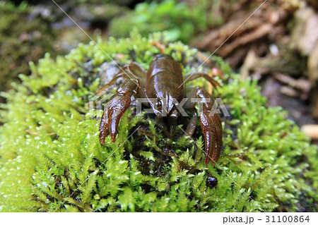 ニホンザリガニ 31100864
