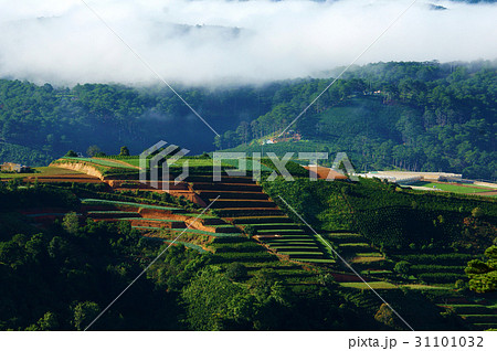 Dalat terraces, green vegetables farm 31101032
