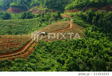 deforest for agriculture 31101033