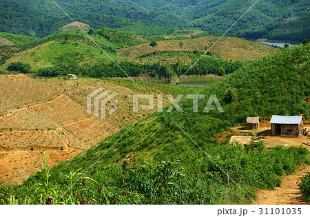 deforest for agriculture deforest for agriculture 31101035