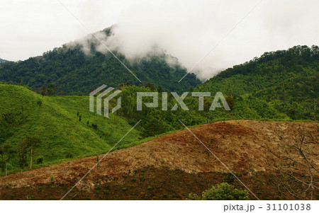 deforestation for agriculture, climate change deforestation for agriculture, climate change 31101038