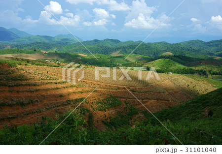 deforestation for agriculture, climate change 31101040