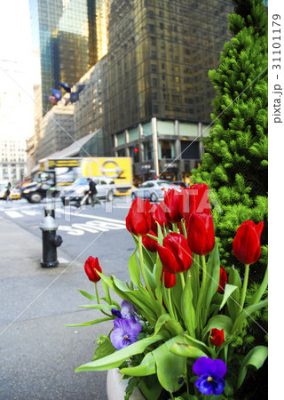 street flowers in Manhattan street flowers in Manhattan 31101179