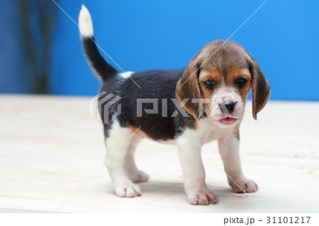 cute beagle puppy in action cute beagle puppy in action 31101217