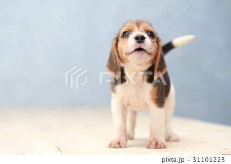 cute beagle puppy in action cute beagle puppy in action 31101223