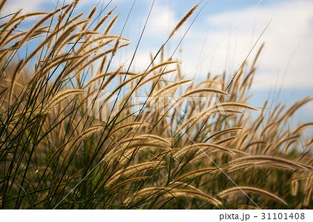 Pennisetum flower Pennisetum flower 31101408
