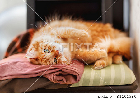Cute ginger cat sleeps on a pile of clothes. Cute ginger cat sleeps on a pile of clothes. 31101530