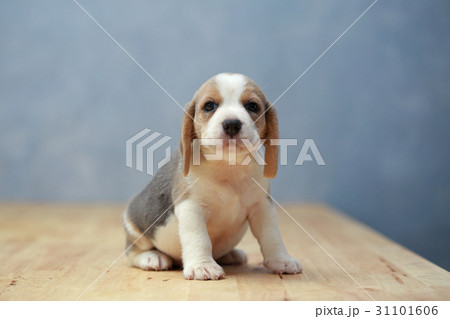 2 month strong beagle puppy in action 2 month strong beagle puppy in action 31101606