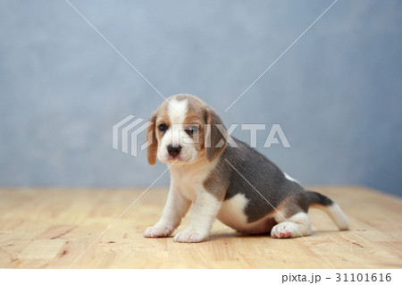 2 month strong beagle puppy in action 31101616