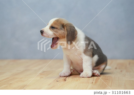 2 month strong beagle puppy in action 31101663