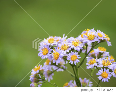 秋に咲く薄紫の野菊 秋に咲く薄紫の野菊 31101827